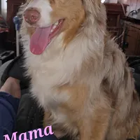 Ramona , a female Australian Shepherd for sale in Lake Geneva, WI – Photo 8 of 10