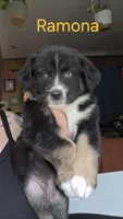 Ramona , a female Australian Shepherd for sale in Lake Geneva, WI – Photo 1 of 10