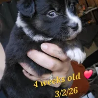 Ramona , a female Australian Shepherd for sale in Lake Geneva, WI – Photo 6 of 10