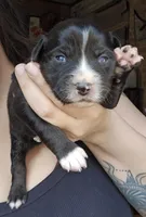 Pearl, a female Australian Shepherd for sale in Lake Geneva, WI – Photo 5 of 8