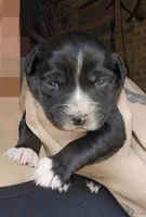 Pearl, a female Australian Shepherd for sale in Lake Geneva, WI – Photo 3 of 8