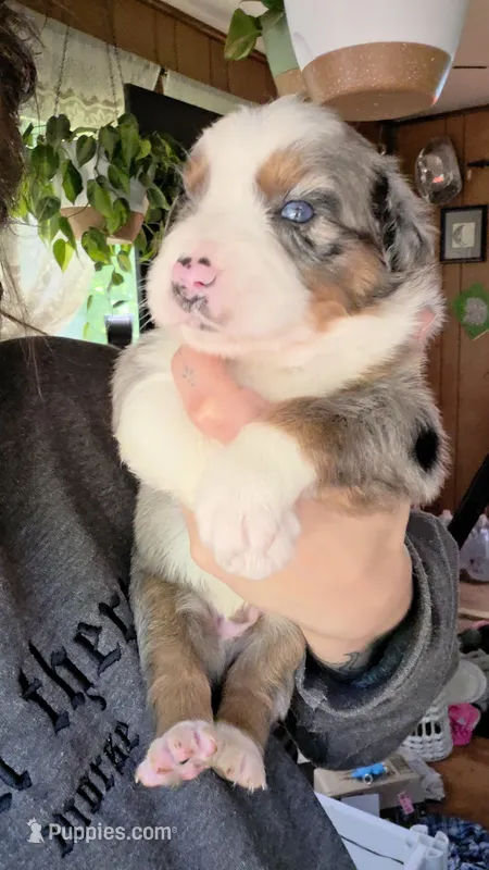 "Melvin" – Australian Shepherd puppy for sale in Lake Geneva, WI
