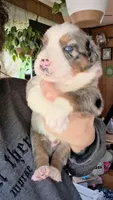 "Melvin", a male Australian Shepherd for sale in Lake Geneva, WI – 1 of 8
