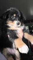"Gina", a female Australian Shepherd for sale in Lake Geneva, WI – 5 of 10