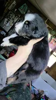 "Eugene", a male Australian Shepherd for sale in Lake Geneva, WI – 9 of 9