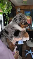 "Betty", a female Australian Shepherd for sale in Lake Geneva, WI – 5 of 10