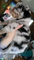"Gerty", a female Australian Shepherd for sale in Lake Geneva, WI – 4 of 7
