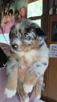 "Gerty", a female Australian Shepherd for sale in Lake Geneva, WI – 5 of 10