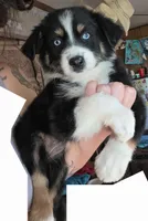 "Shirley", a female Australian Shepherd for sale in Lake Geneva, WI – 5 of 10