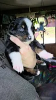 "Eugene", a male Australian Shepherd for sale in Lake Geneva, WI – 4 of 9