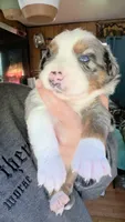 "Melvin", a male Australian Shepherd for sale in Lake Geneva, WI – 3 of 8