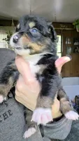 "Ruby", a female Australian Shepherd for sale in Lake Geneva, WI – 4 of 9
