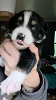 "Shirley", a female Australian Shepherd for sale in Lake Geneva, WI – 2 of 6