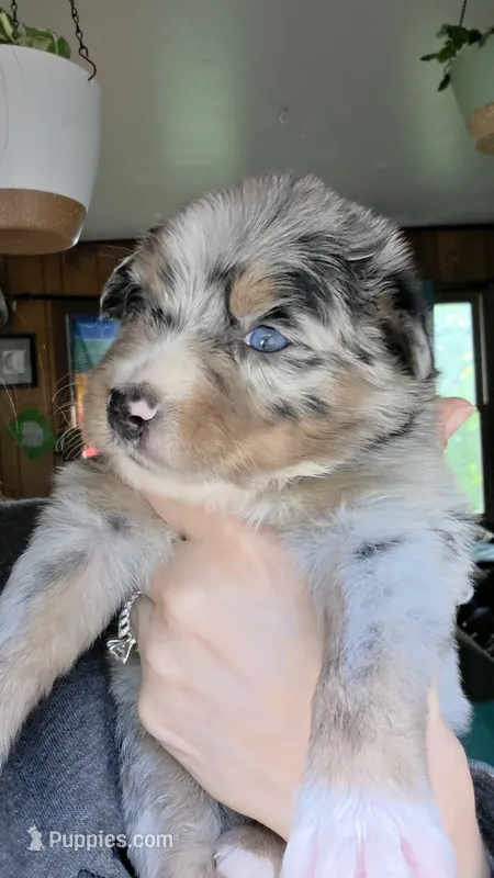 "Gerty" – Australian Shepherd puppy for sale in Lake Geneva, WI