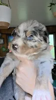 "Gerty", a female Australian Shepherd for sale in Lake Geneva, WI – 1 of 7