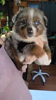 "Betty", a female Australian Shepherd for sale in Lake Geneva, WI – 2 of 10