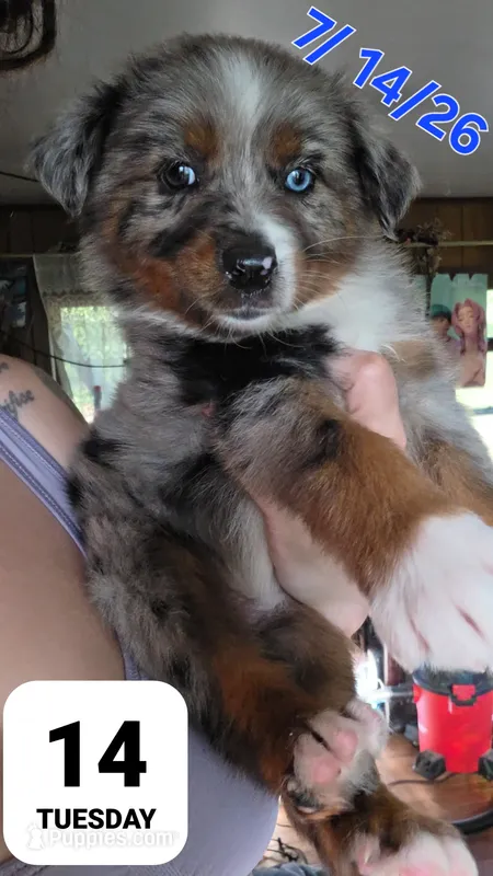 "Betty" – Australian Shepherd puppy for sale in Lake Geneva, WI