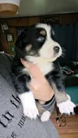 "Frida", a female Australian Shepherd for sale in Lake Geneva, WI – 5 of 9