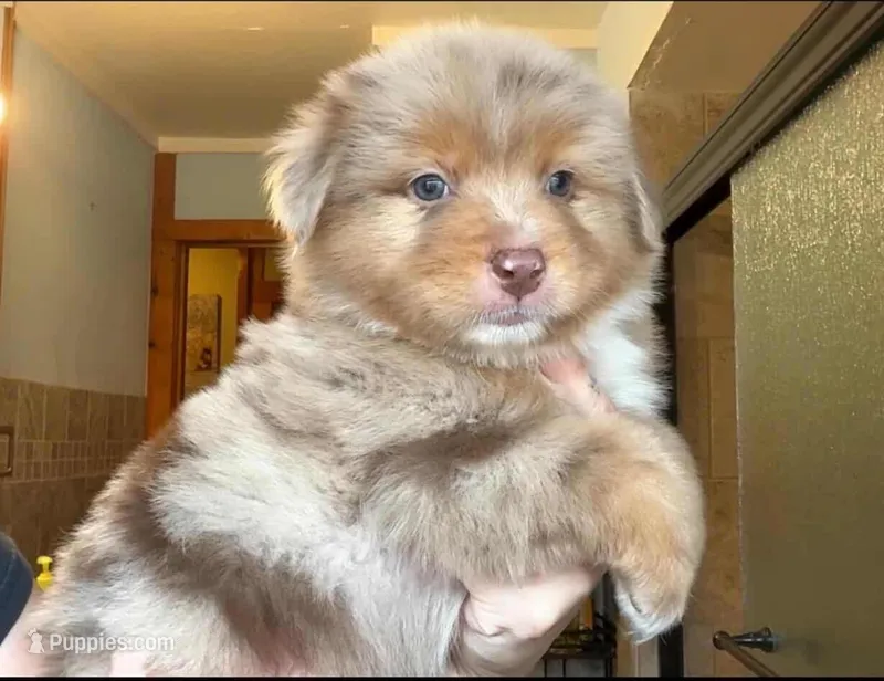 Lambeau  – Australian Shepherd puppy for sale in Lake Geneva, WI