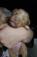 Lambeau , a male Australian Shepherd for sale in Lake Geneva, WI – Photo 7 of 10