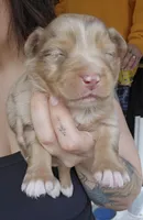 Lambeau , a male Australian Shepherd for sale in Lake Geneva, WI – Photo 6 of 10
