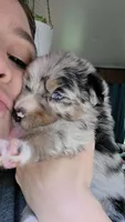"Gerty", a female Australian Shepherd for sale in Lake Geneva, WI – 6 of 7