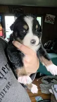 "Bobby", a male Australian Shepherd for sale in Lake Geneva, WI – 7 of 10