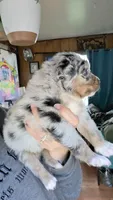 "Gerty", a female Australian Shepherd for sale in Lake Geneva, WI – 2 of 7