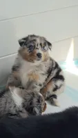 "Gerty", a female Australian Shepherd for sale in Lake Geneva, WI – 8 of 10