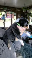 "Richard", a male Australian Shepherd for sale in Lake Geneva, WI – 9 of 9