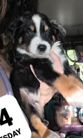 "Bobby", a male Australian Shepherd for sale in Lake Geneva, WI – 3 of 7