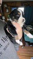 "Bobby", a male Australian Shepherd for sale in Lake Geneva, WI – 6 of 10