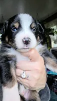 "Richard", a male Australian Shepherd for sale in Lake Geneva, WI – 2 of 9