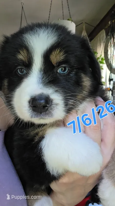 "Frida" – Australian Shepherd puppy for sale in Lake Geneva, WI