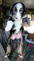 "Eugene", a male Australian Shepherd for sale in Lake Geneva, WI – 8 of 9