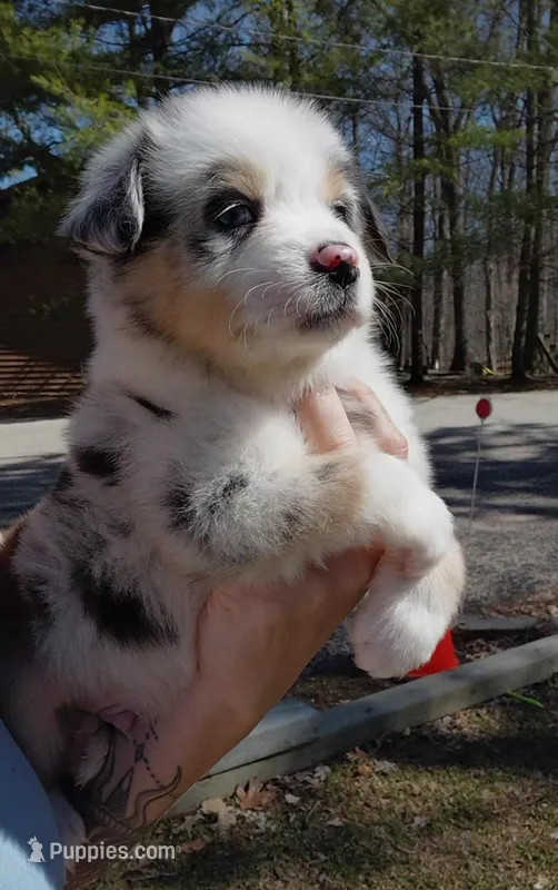 Cash – Australian Shepherd puppy for sale in Lake Geneva, WI