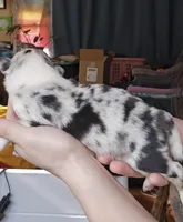 Cash, a male Australian Shepherd for sale in Lake Geneva, WI – Photo 6 of 9