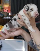 Cash, a male Australian Shepherd for sale in Lake Geneva, WI – Photo 5 of 9