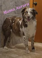 Cash, a male Australian Shepherd for sale in Lake Geneva, WI – Photo 8 of 9