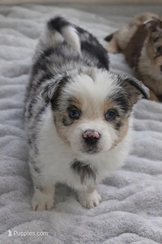 Cash – Australian Shepherd puppy for sale in Lake Geneva, WI