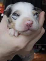 Cash, a male Australian Shepherd for sale in Lake Geneva, WI – Photo 4 of 9