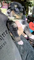 "Ruby", a female Australian Shepherd for sale in Lake Geneva, WI – 8 of 9
