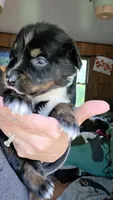 "Gus", a male Australian Shepherd for sale in Lake Geneva, WI – 6 of 10