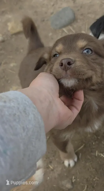 Teddy – Australian Shepherd puppy for sale in Lake Geneva, WI