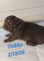 Teddy, a male Australian Shepherd for sale in Lake Geneva, WI – Photo 2 of 10