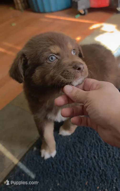 Teddy – Australian Shepherd puppy for sale in Lake Geneva, WI