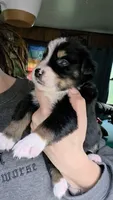 "Bobby", a male Australian Shepherd for sale in Lake Geneva, WI – 2 of 10