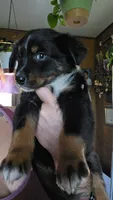 "Gus", a male Australian Shepherd for sale in Lake Geneva, WI – 3 of 9