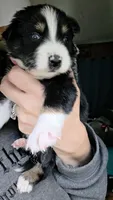 "Shirley", a female Australian Shepherd for sale in Lake Geneva, WI – 5 of 6