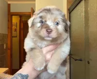 Ezra, a male Australian Shepherd for sale in Lake Geneva, WI – Photo 4 of 10
